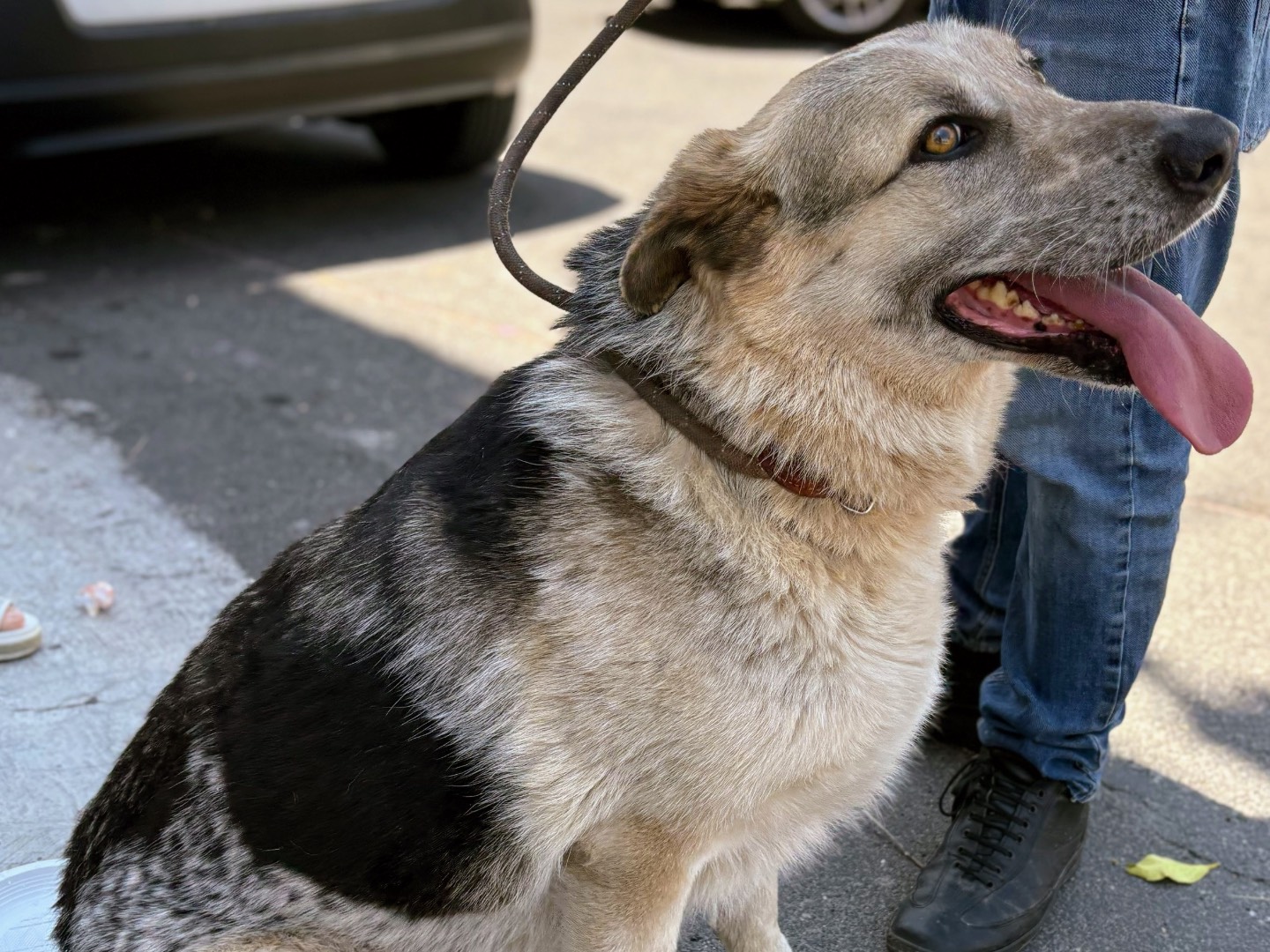 Vuoi adottare un cane a Siracusa?