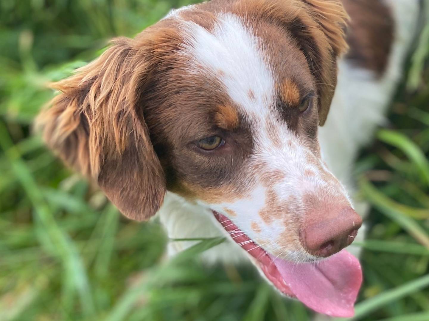 Adozione cane, maschio, Setter Inglese Razza sconosciuta, 6 mesi, taglia media, Milano