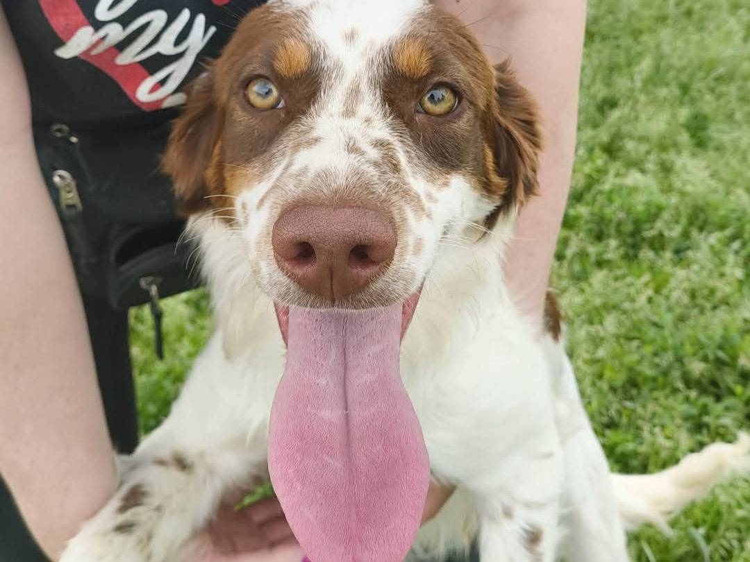 Adotta un cane, maschio, 6 mesi, Milano