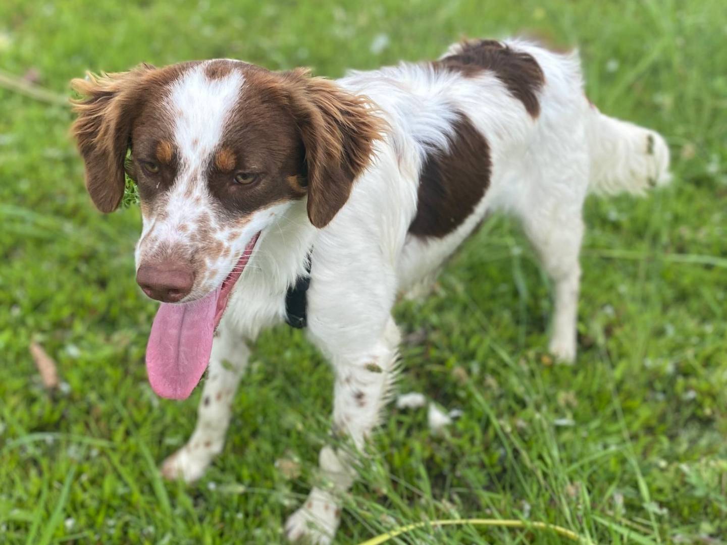 Adotta un cane, taglia media, maschio, Milano