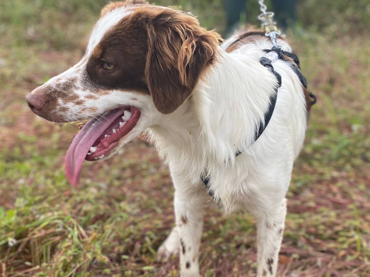 Vuoi adottare un cane a Milano?