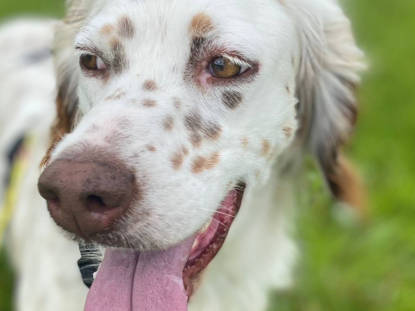 Adozione cane, femmina, Setter Inglese Razza sconosciuta, 2 anni , taglia media, Milano