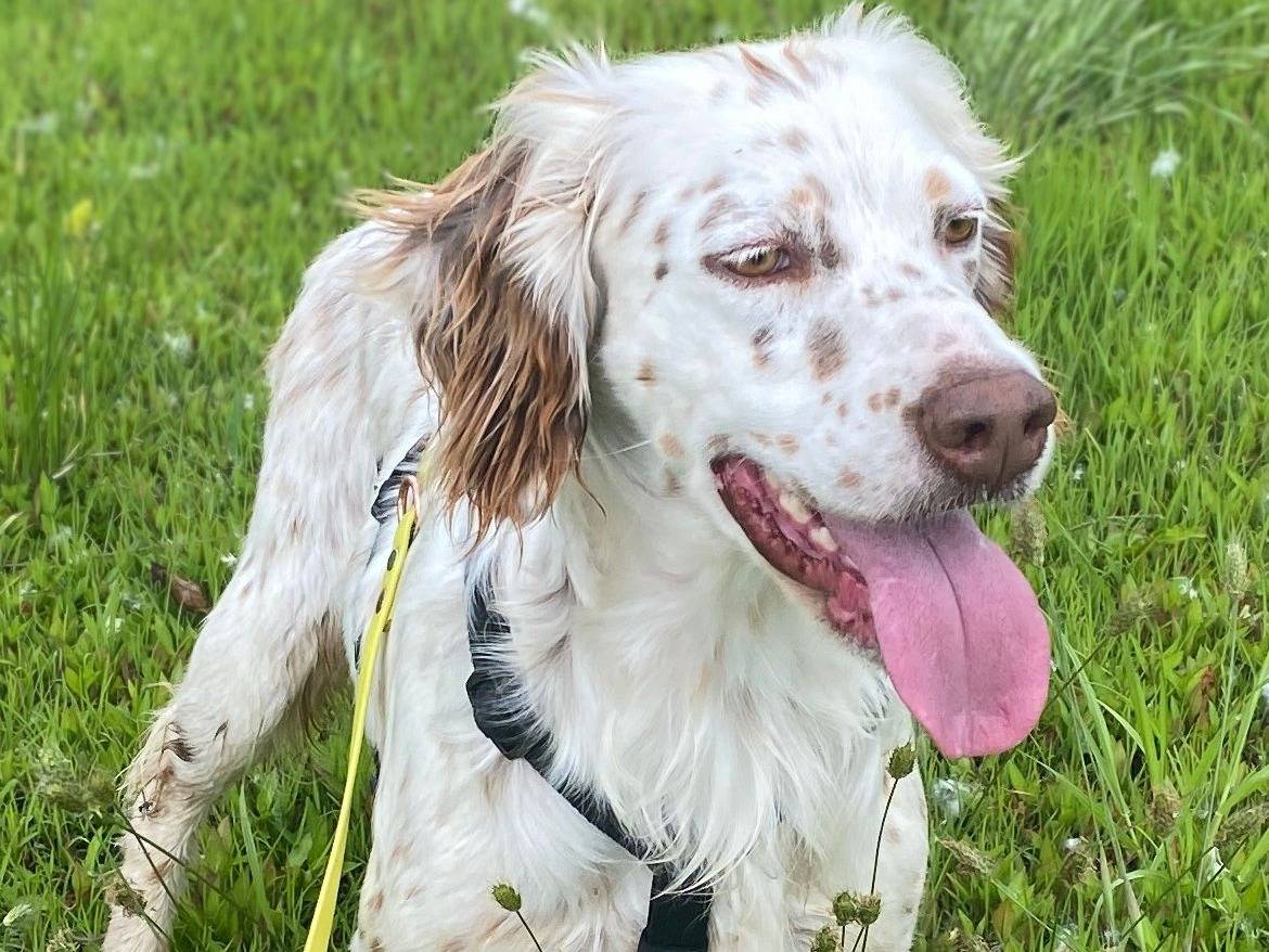 Adotta un cane, femmina, 2 anni , Milano