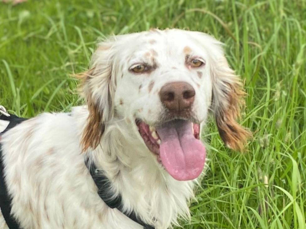 Adotta un cane, taglia media, femmina, Milano