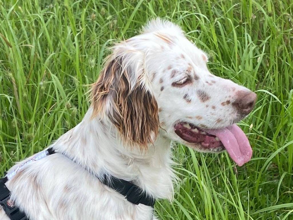 Vuoi adottare un cane a Milano?