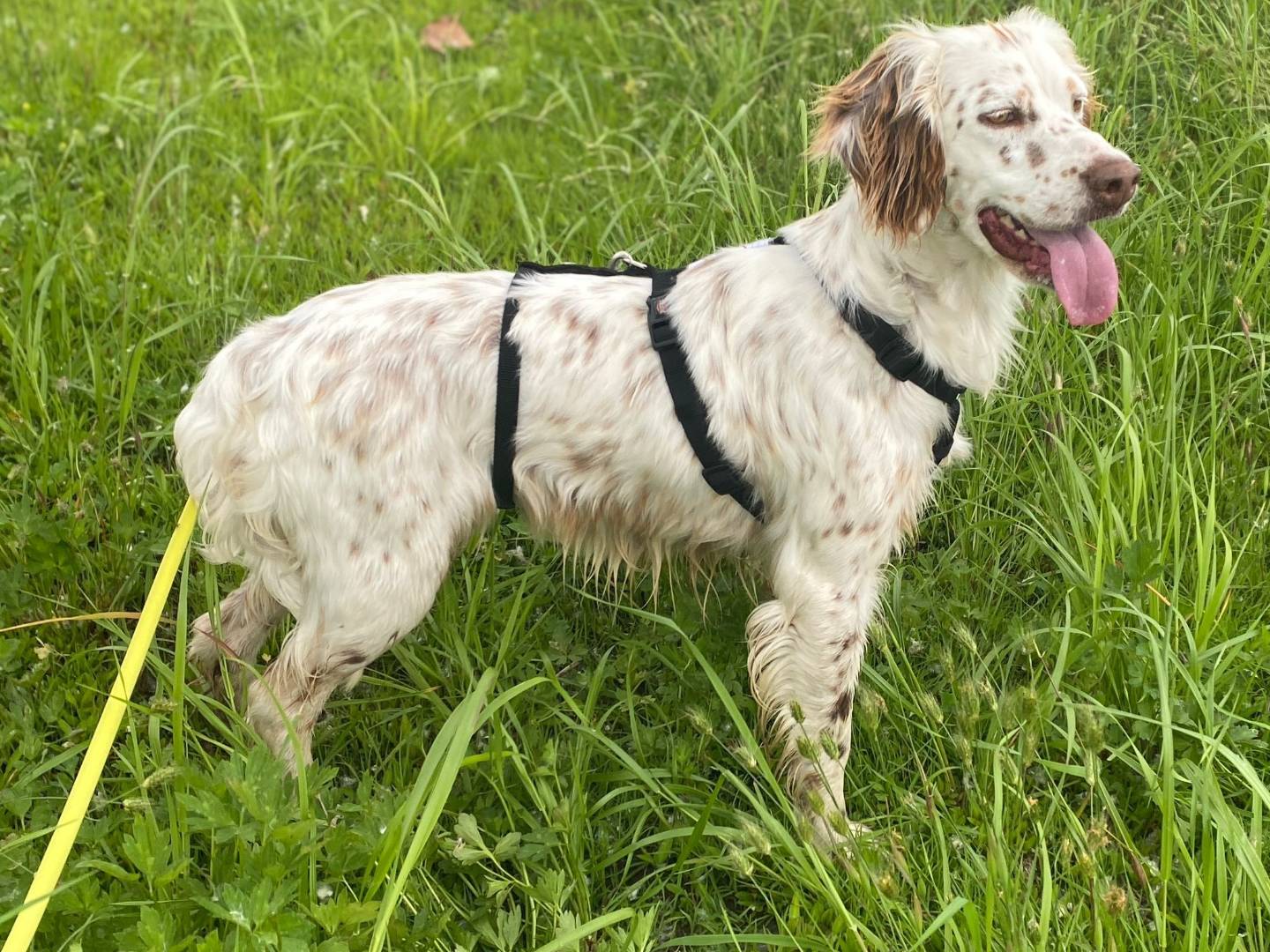 Adotta il cane Gioia a Milano