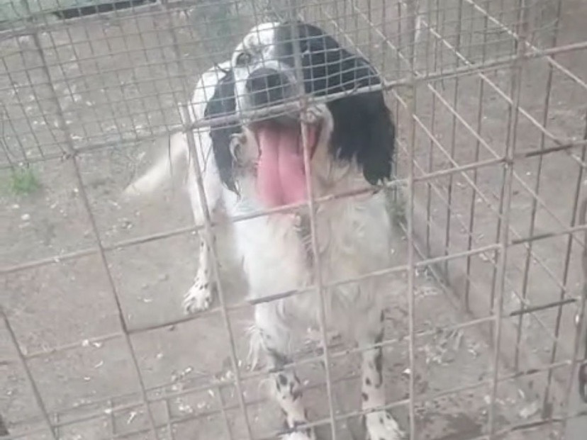 Foto dell'animale