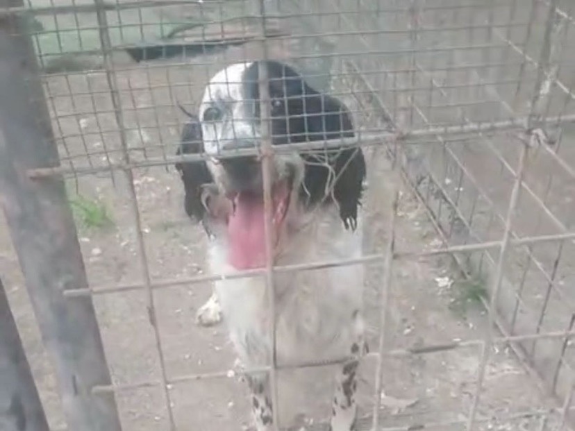 Adotta un cane, femmina, 6 anni  e 6 mesi , Milano