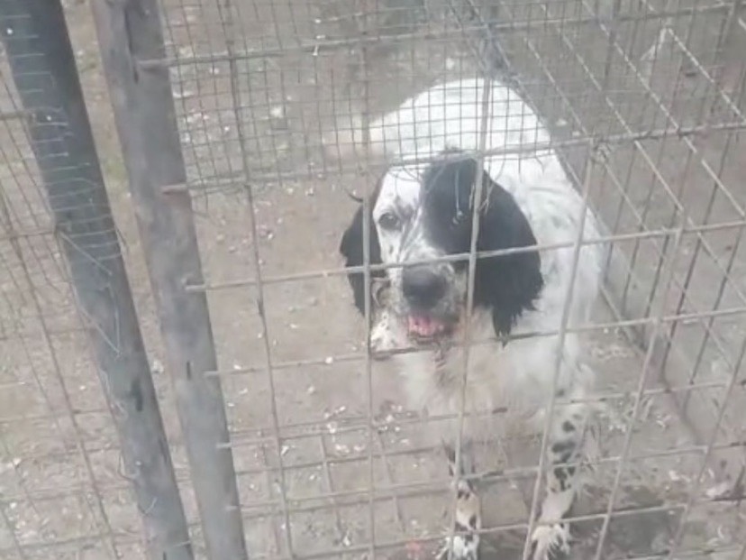 Adotta un cane, taglia media, femmina, Milano