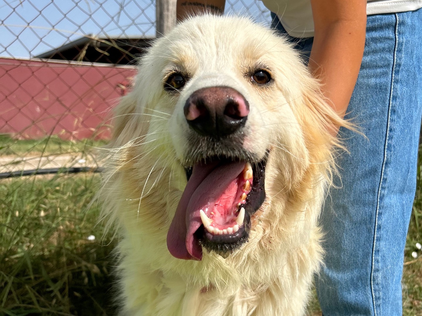 Adozione cane, maschio, Pastore maremmano Razza sconosciuta, 3 anni , taglia grande, Latina