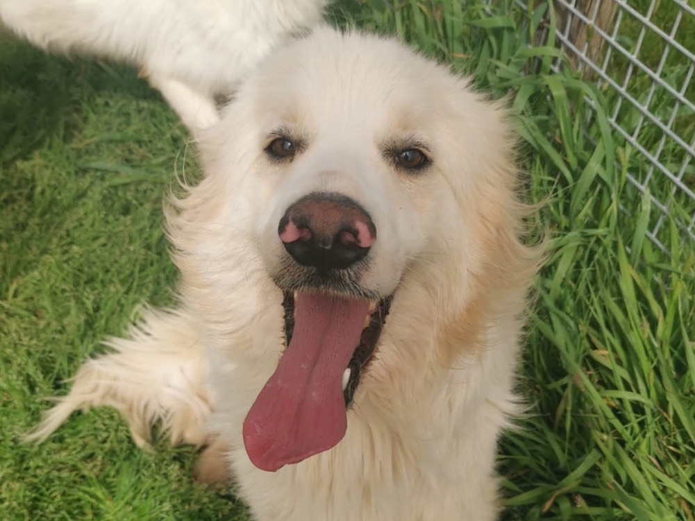 Adotta un cane, maschio, 3 anni , Latina