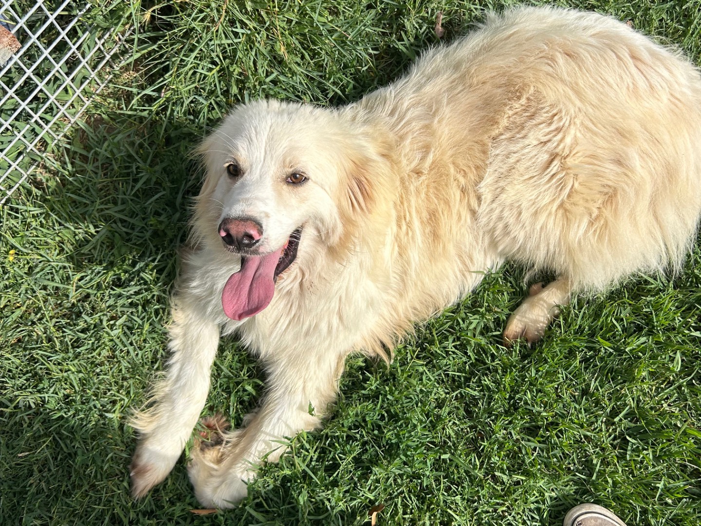 Vuoi adottare un cane a Latina?