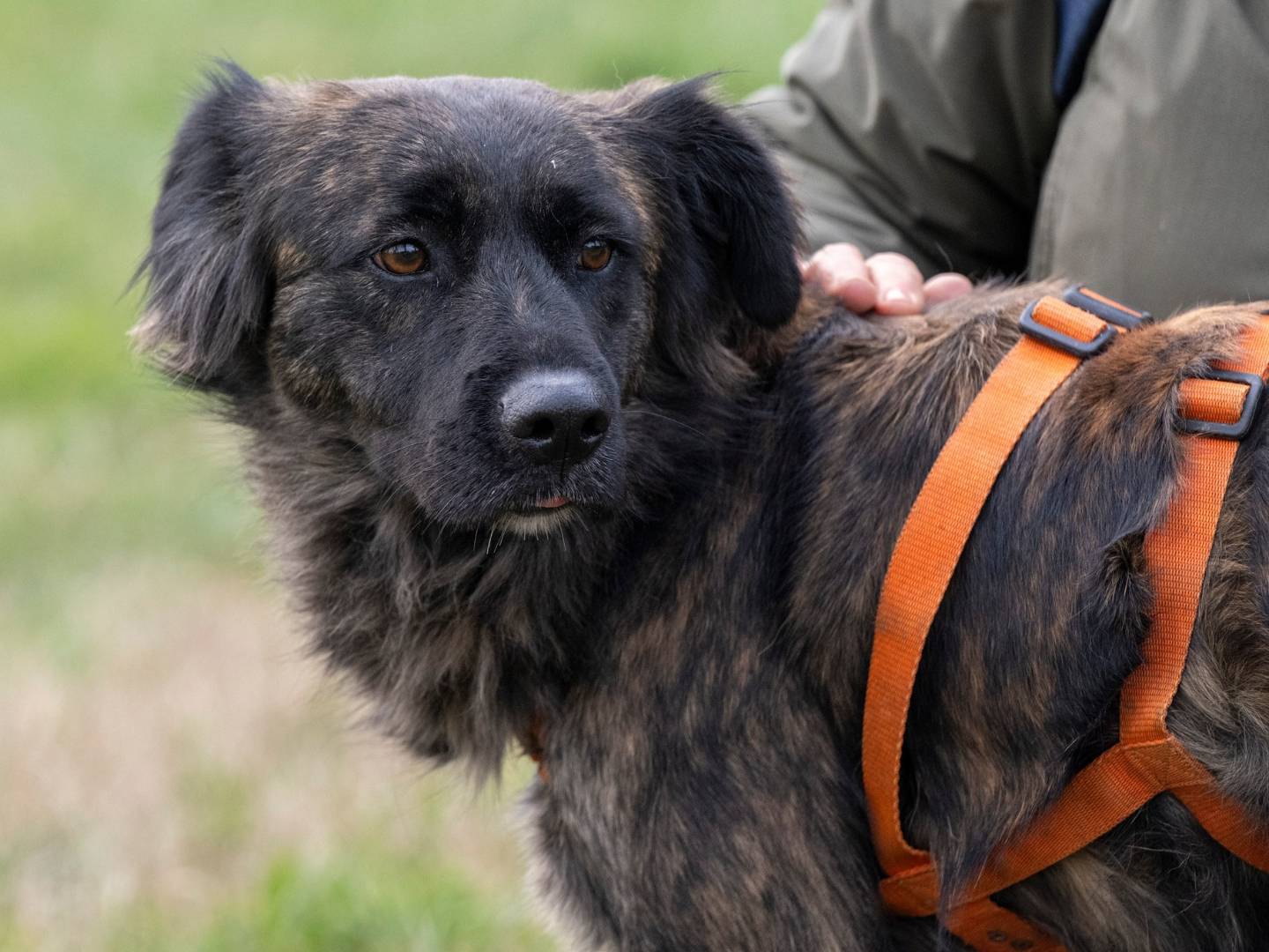 Adotta un cane, femmina, 2 anni , Milano