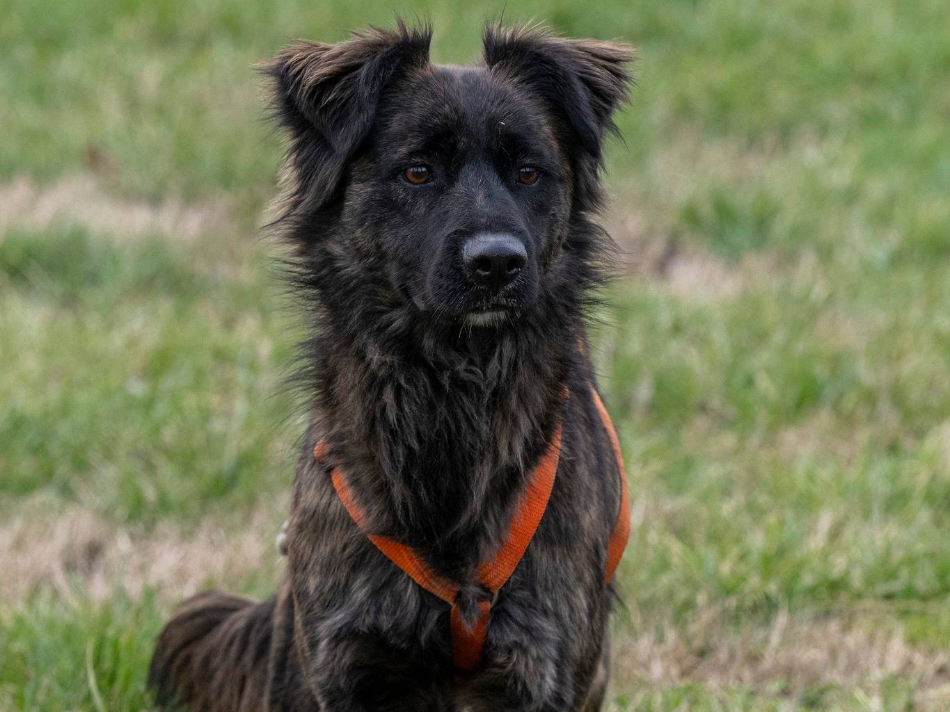 Adotta il cane MIA a Milano
