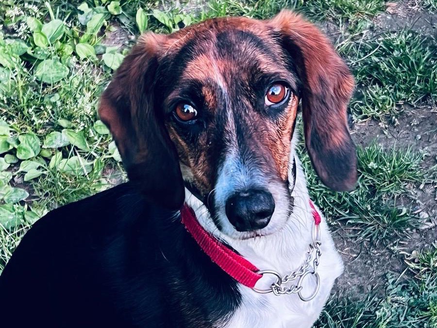Adozione cane, maschio, Segugio Razza sconosciuta, 3 anni  e 11 mesi , taglia media, Milano