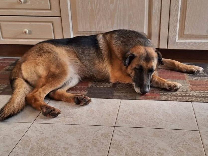 Adotta un cane, femmina, 12 anni  e 1 mese, Milano
