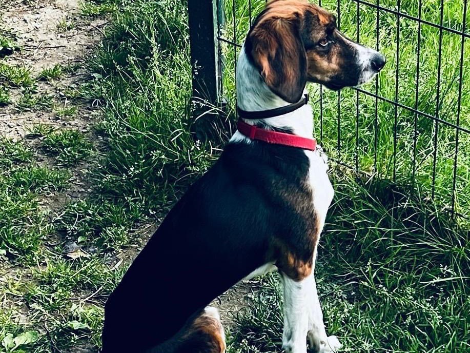 Adotta un cane, maschio, 3 anni  e 11 mesi , Milano