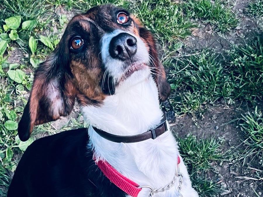 Adotta un cane, taglia media, maschio, Milano