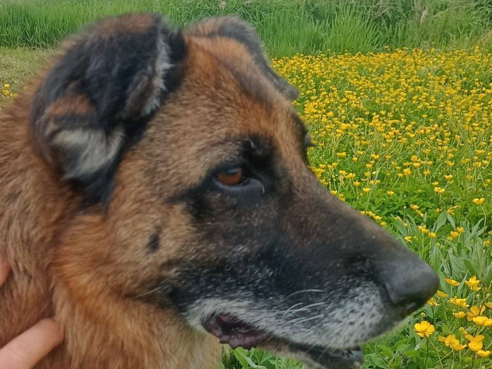 Adotta un cane, taglia media, femmina, Milano