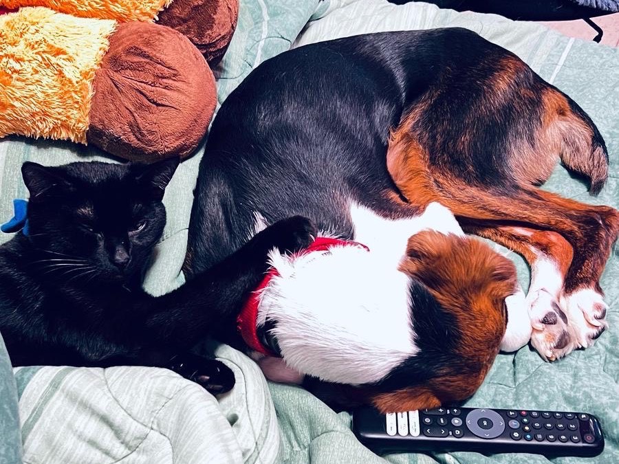 Vuoi adottare un cane a Milano?