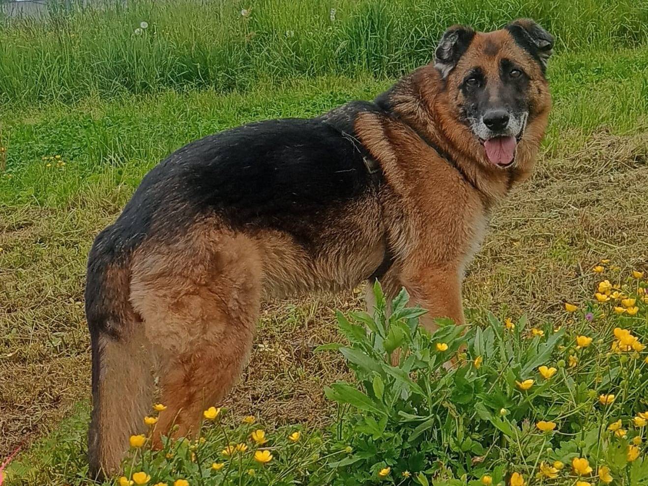 Vuoi adottare un cane a Milano?