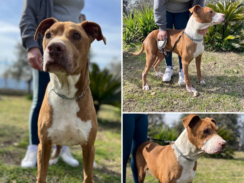 Adozione cane, maschio, Pitbull Razza sconosciuta, 9 anni  e 10 mesi , taglia media, Milano