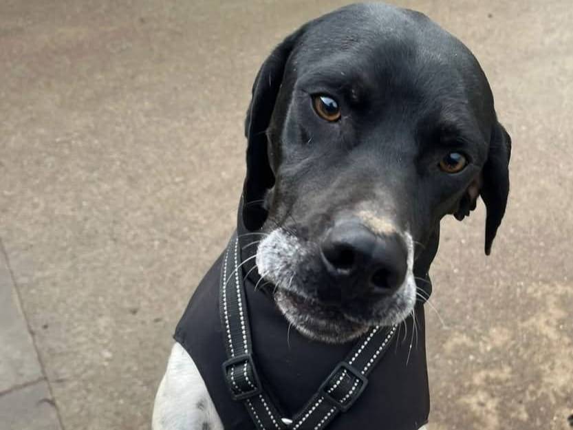 Adozione cane, femmina, Pointer Razza sconosciuta, 2 anni  e 9 mesi , taglia media, Milano