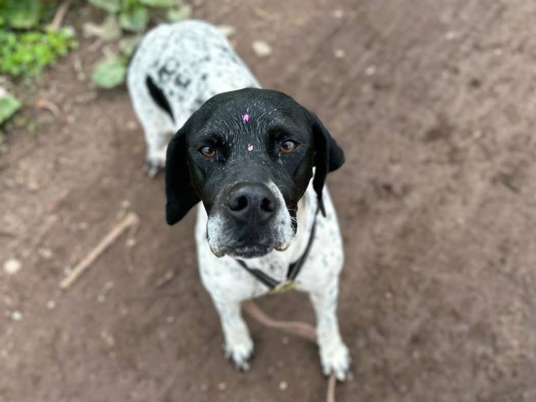 Adotta un cane, femmina, 2 anni  e 9 mesi , Milano