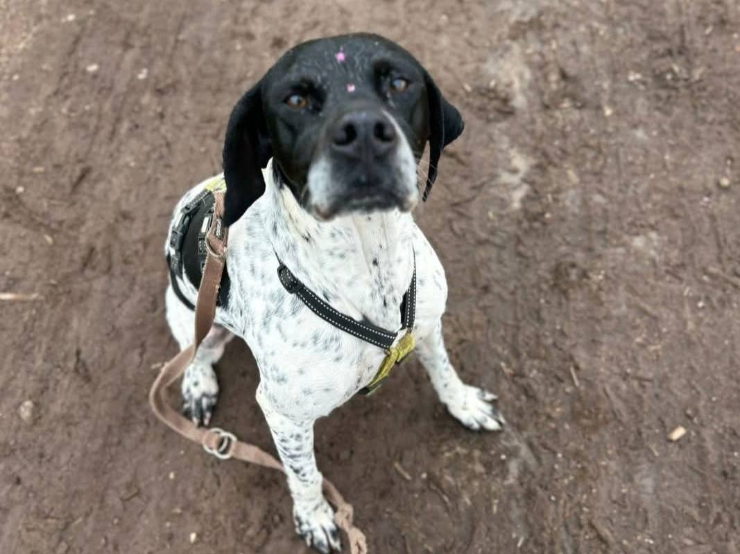Adotta un cane, taglia media, femmina, Milano