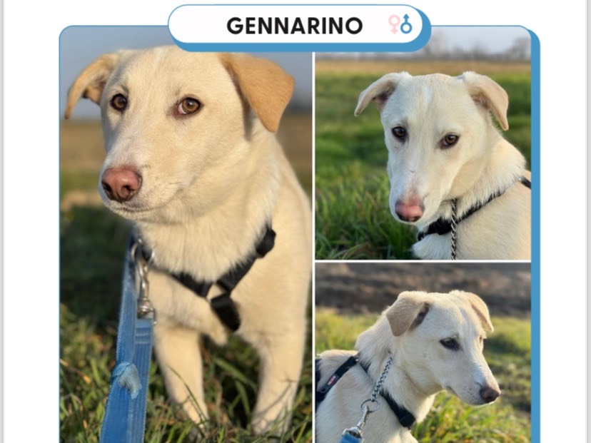 Adotta un cane, maschio, 8 mesi, Milano