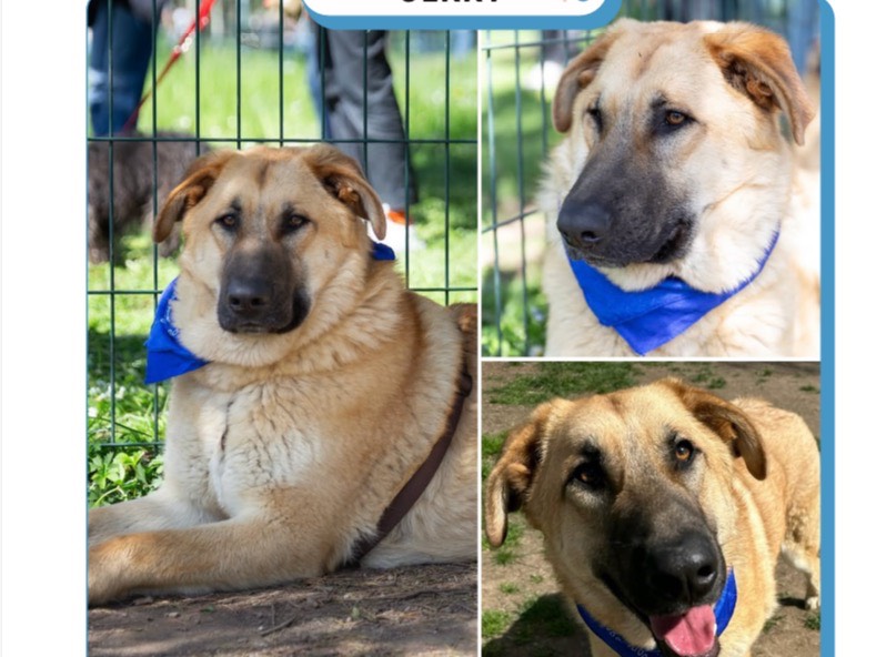 Adozione cane, maschio, Razza sconosciuta Razza sconosciuta, 10 mesi, taglia media, Milano