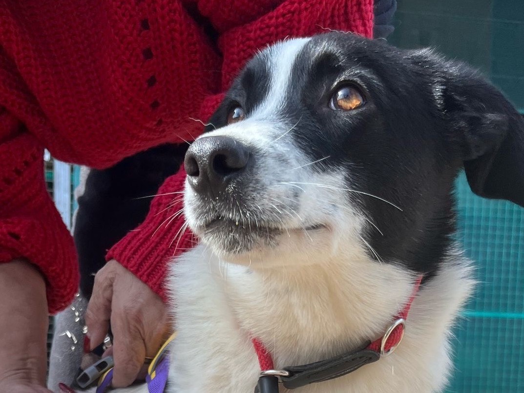 Adozione cane, maschio, Razza sconosciuta Razza sconosciuta, 7 mesi, taglia media, Milano