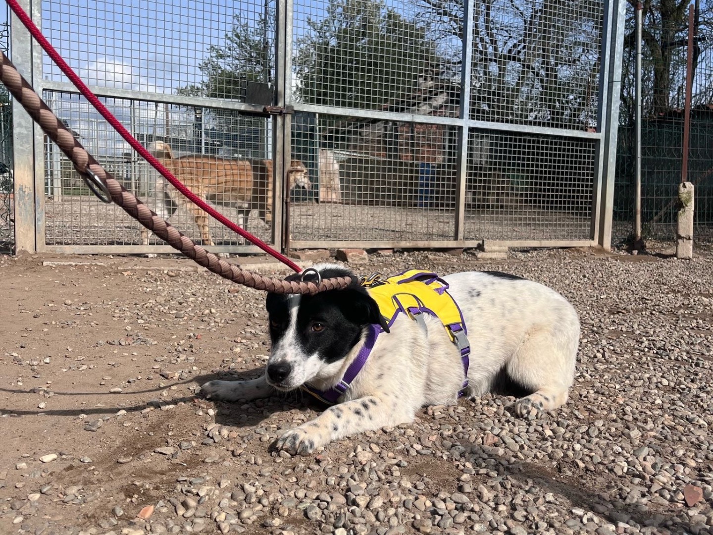 Adotta un cane, maschio, 7 mesi, Milano