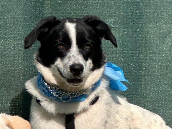 Adotta un cane, taglia media, maschio, Milano