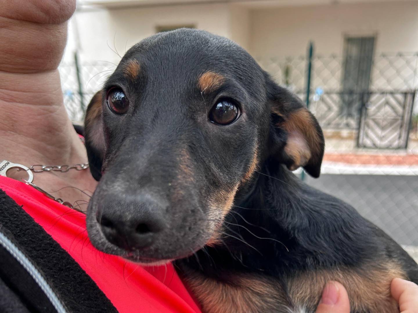 Foto dell'animale