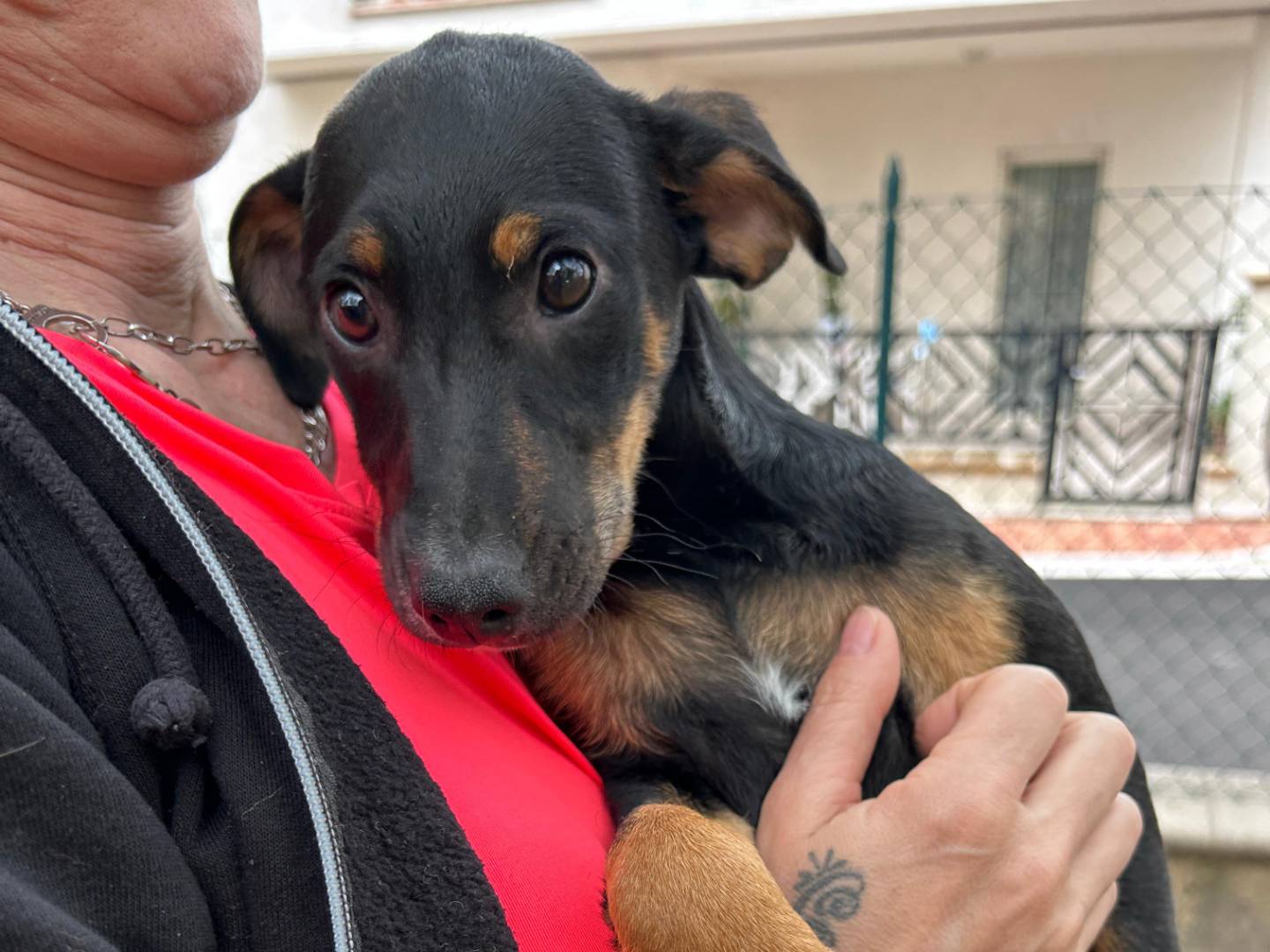 Adotta un cane, femmina, 2 mesi, Chieti