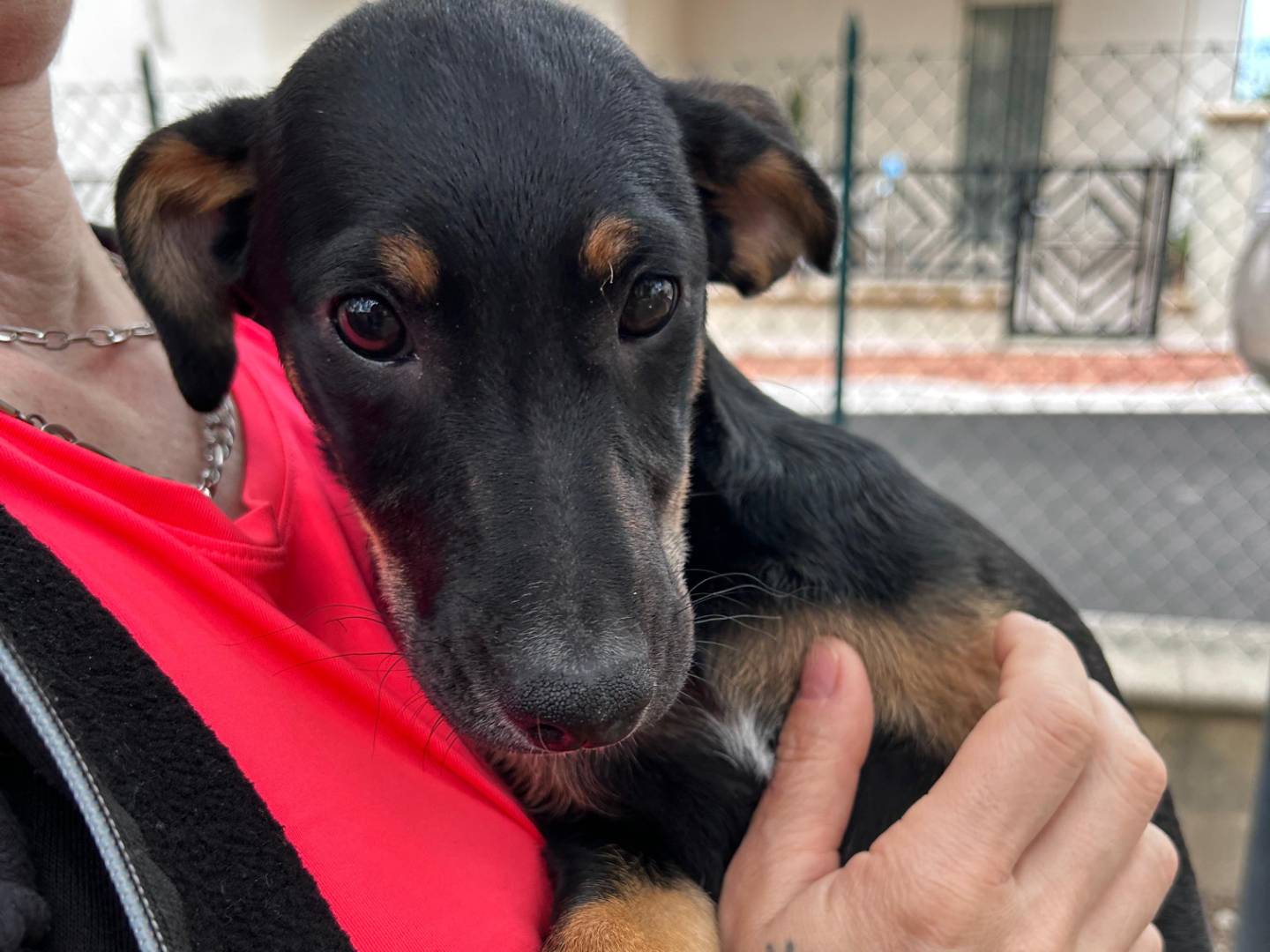 Adotta un cane, taglia media contenuta, femmina, Chieti