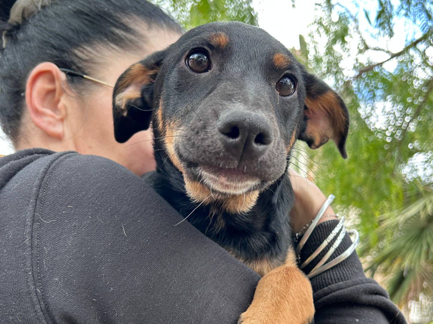 Vuoi adottare un cane a Chieti?