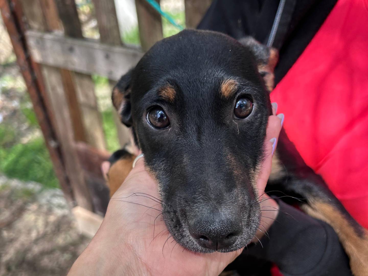 Adotta il cane BAGHERA a Chieti