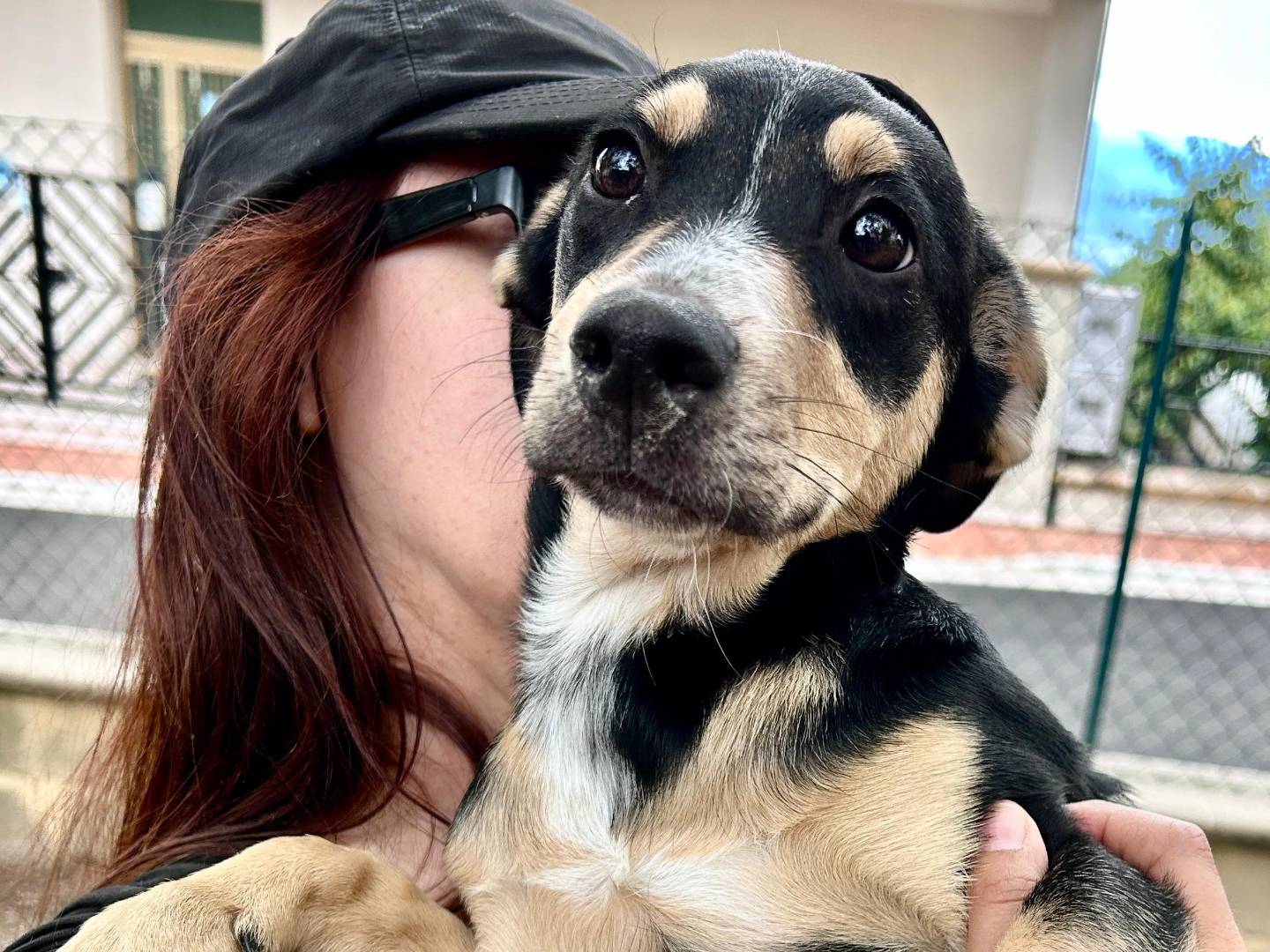 Adozione cane, femmina, Razza sconosciuta Razza sconosciuta, 3 mesi, taglia media contenuta, Chieti
