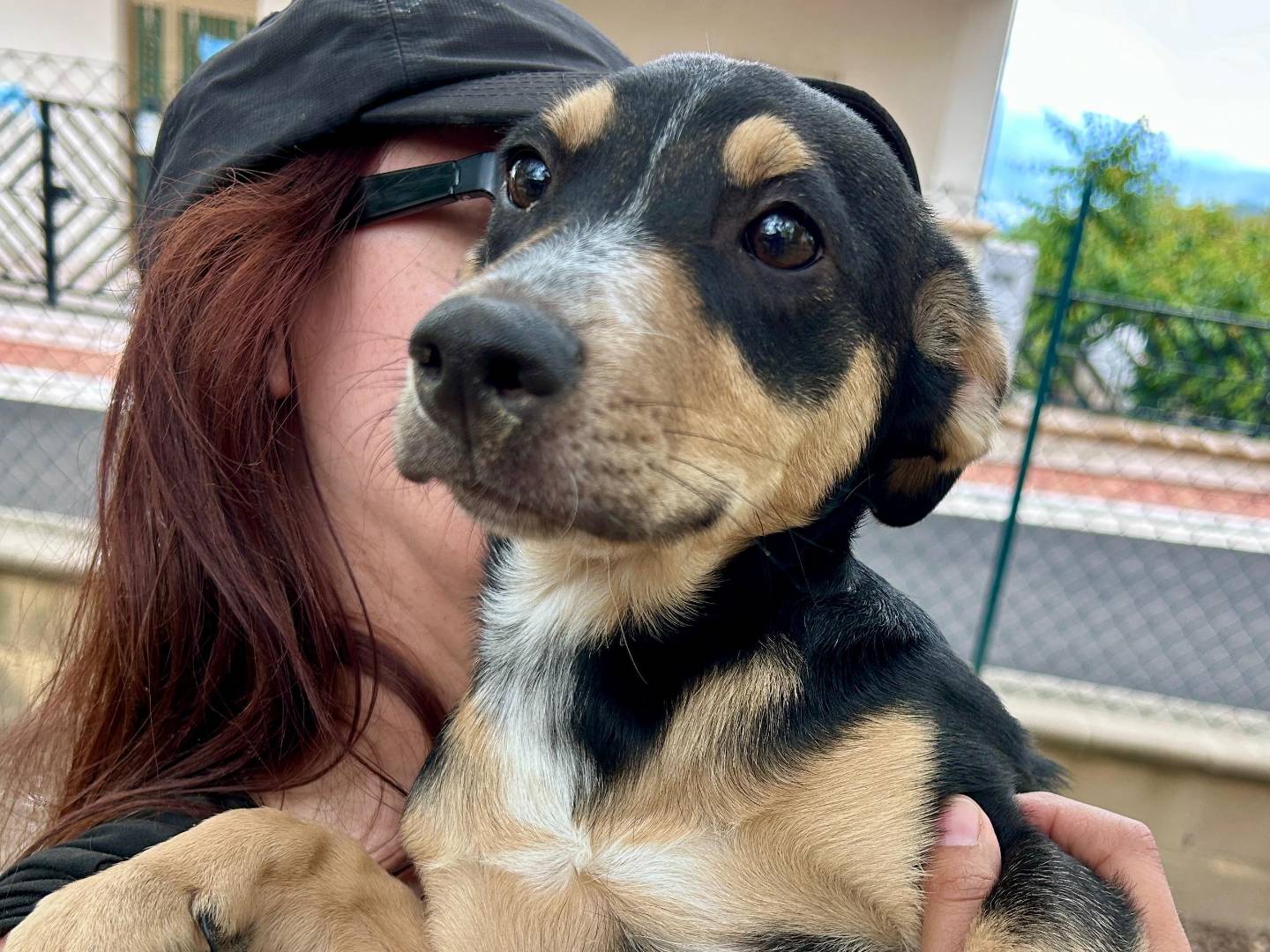 Adotta un cane, femmina, 3 mesi, Chieti