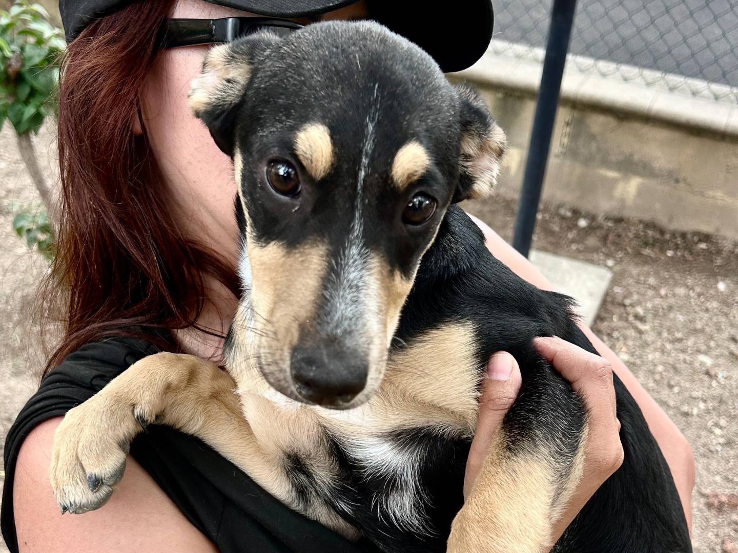 Adotta un cane, taglia media contenuta, femmina, Chieti