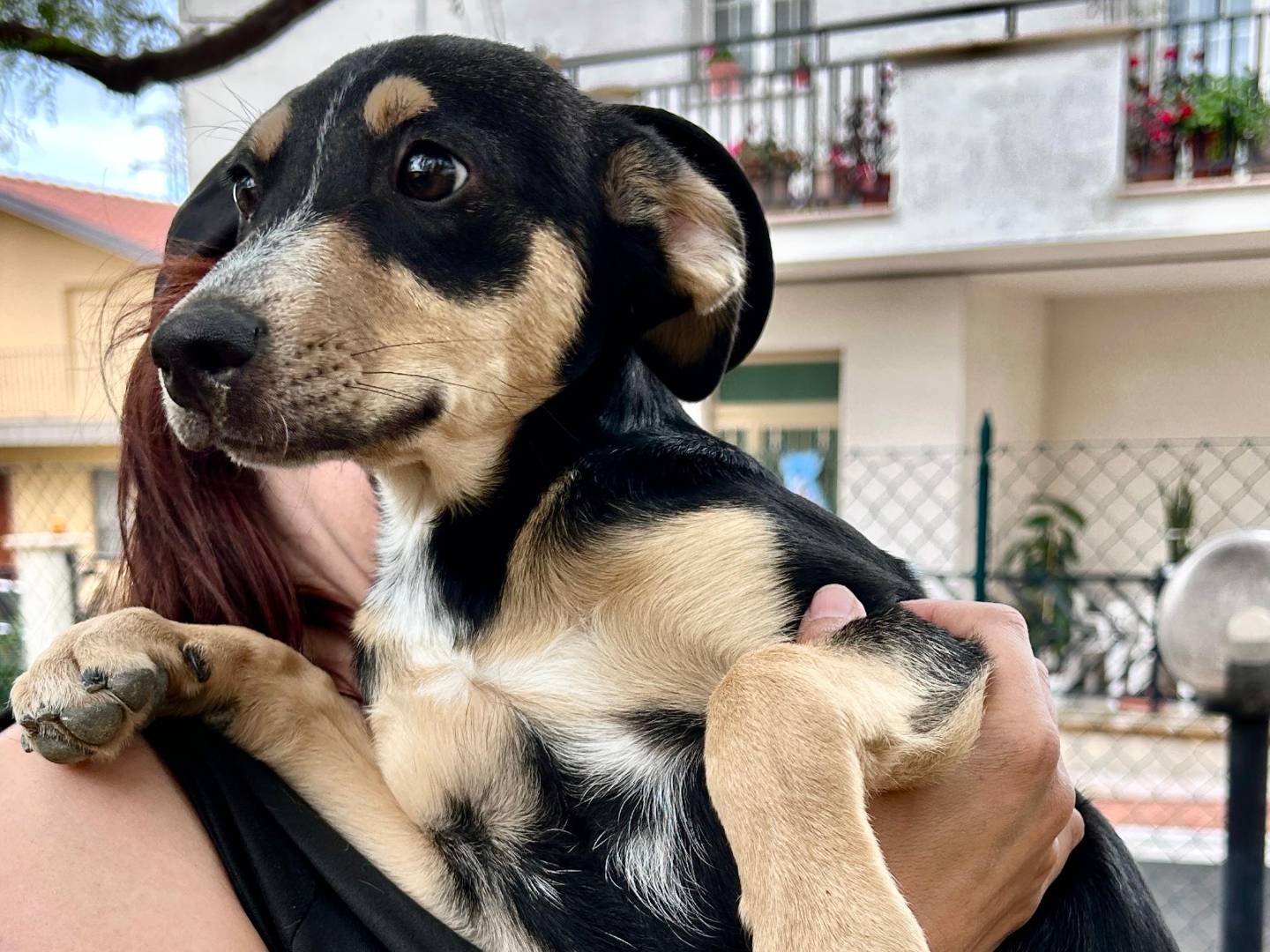Vuoi adottare un cane a Chieti?