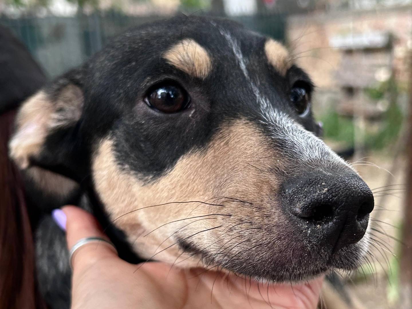 Adotta il cane NALA a Chieti