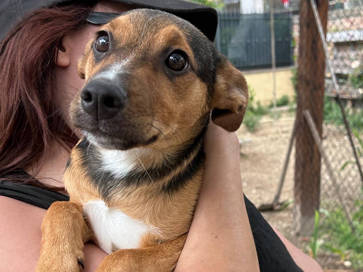 Adozione cane, femmina, Razza sconosciuta Razza sconosciuta, 3 mesi, taglia media contenuta, Chieti