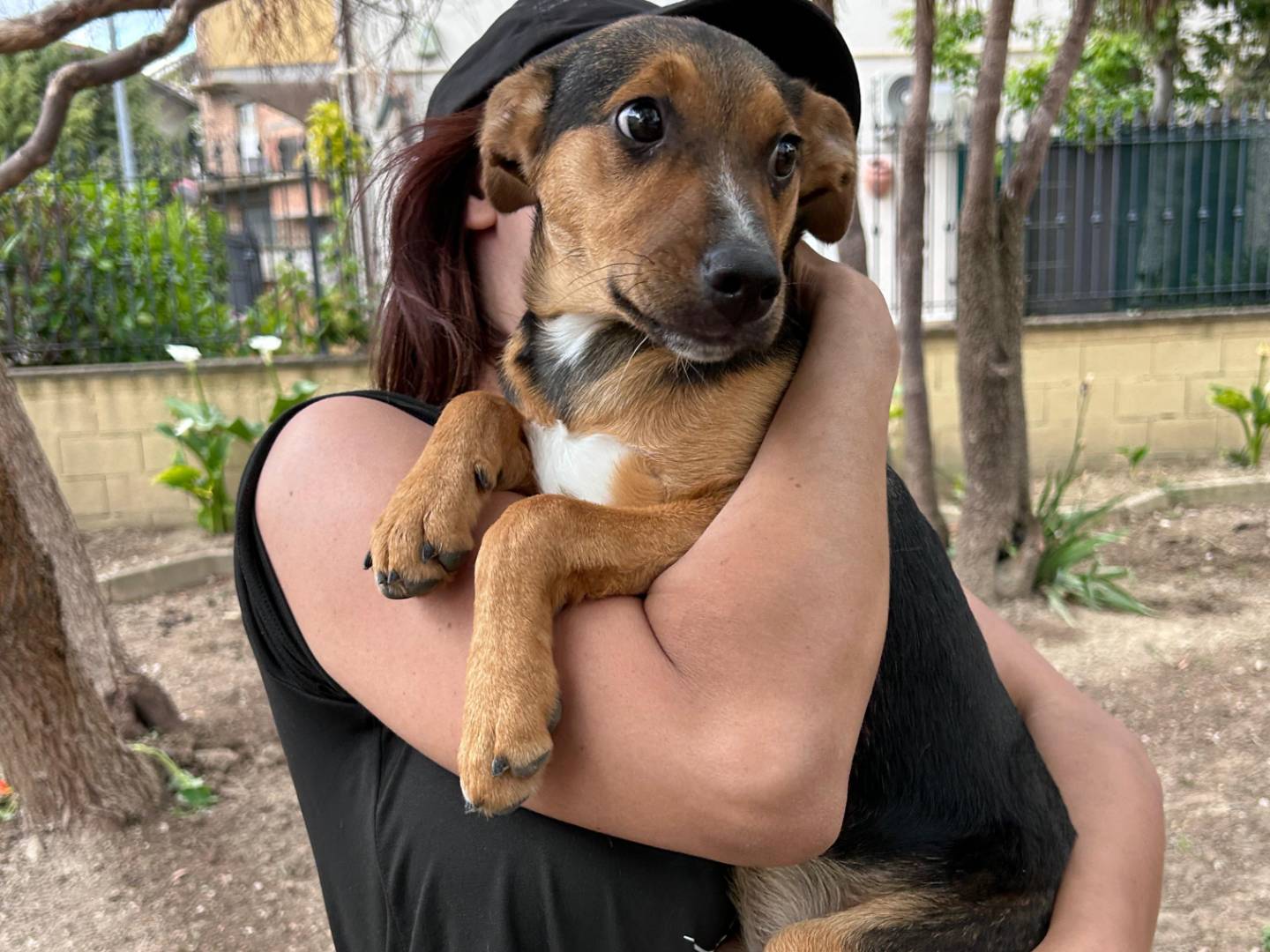 Adotta un cane, femmina, 3 mesi, Chieti