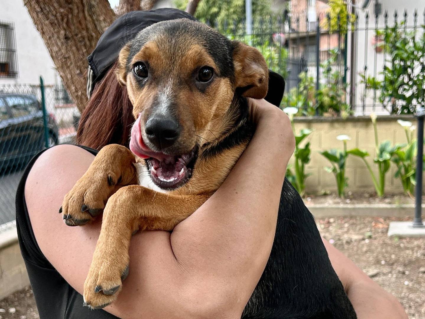 Adotta un cane, taglia media contenuta, femmina, Chieti