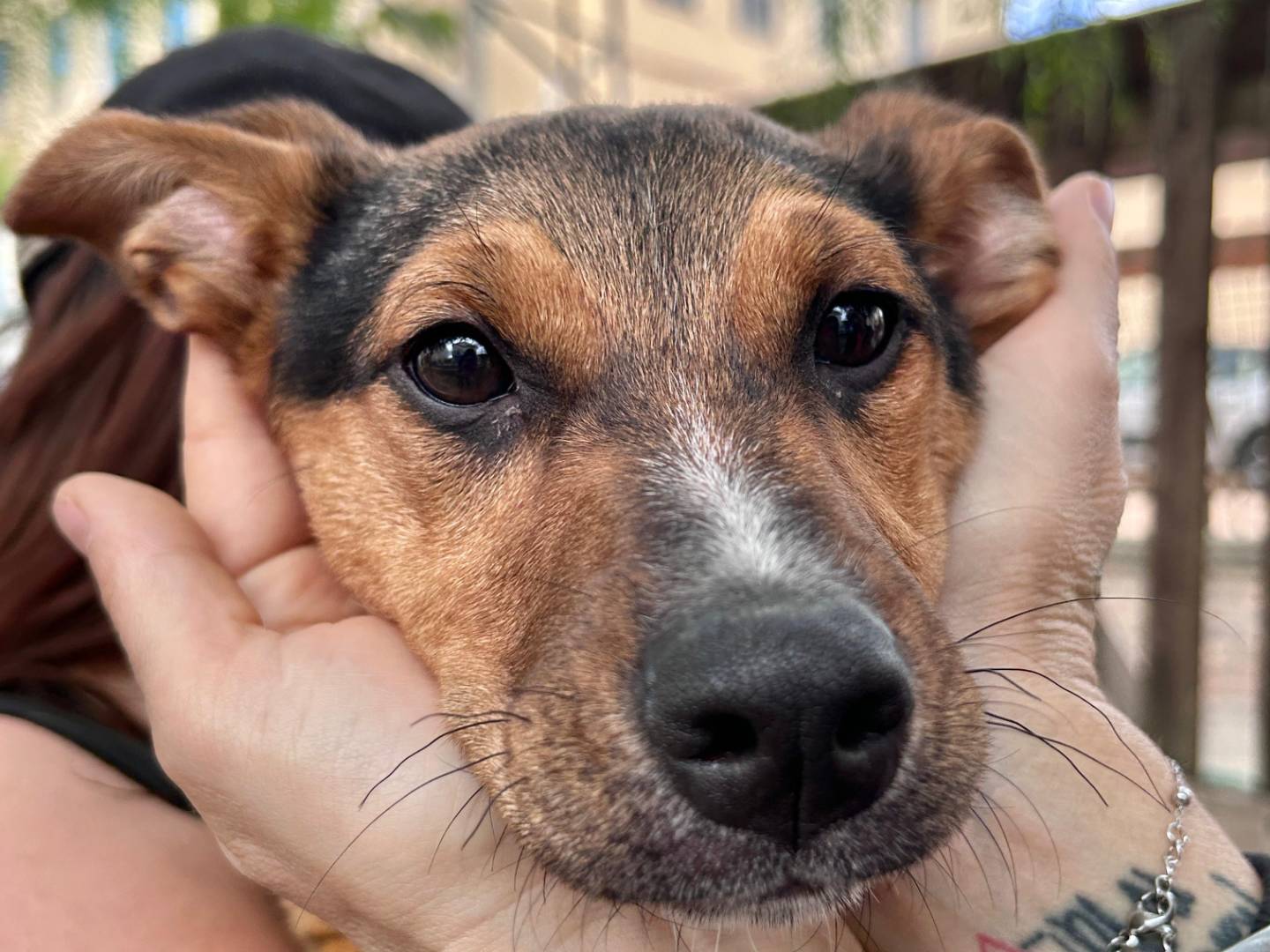 Vuoi adottare un cane a Chieti?