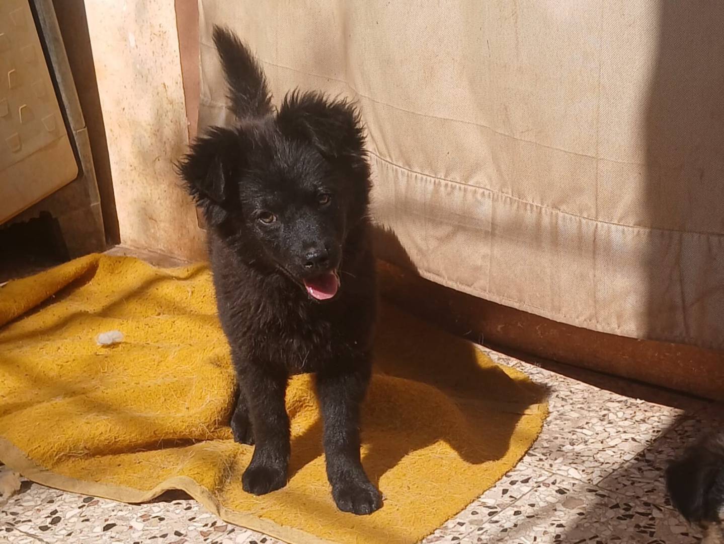 Foto dell'animale