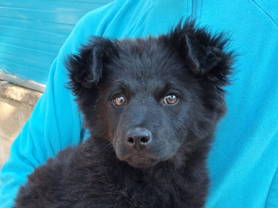 Adotta un cane, femmina, 1 mesi, Bari